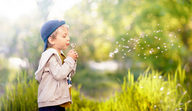 the kid with dandelion the kid in the cap is blowing off a dandelion in a sunny clearing only boys stock pictures, royalty-free photos & images