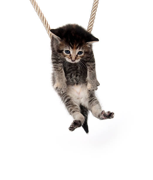 istock Kitten clinging to rope 146821662
