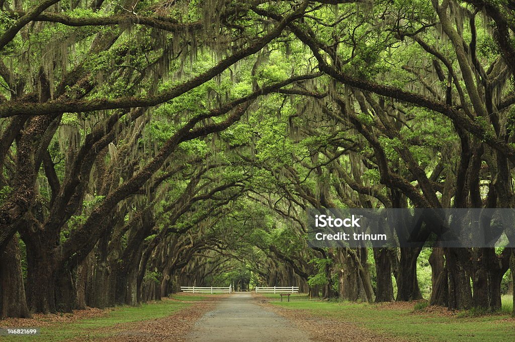 Avenue of the Oaks, historic Warmsloe Plantation Majestic live oaks with Spanish moss, this impressive avenue stretches for more than a mile. Georgia - US State Stock Photo