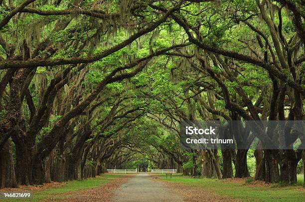 Avenue Of The Oaks Historic Warmsloe Plantation Stock Photo - Download Image Now - Georgia - US State, Moss, Tree