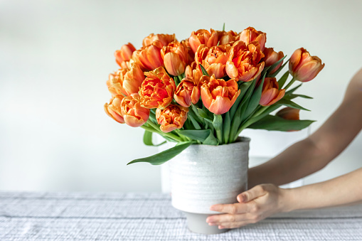 Bouquet of orange tulips in female hands in the interior of the room on a blurred light background, close-up.