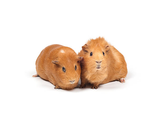 Two Guinea pigs stock photo