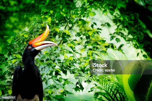 Nashornvogel Stockfoto und mehr Bilder von Nashornvogel - Nashornvogel, Malaysia, Schwarz - Farbe