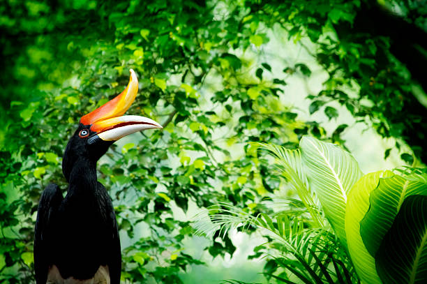 Hornbill Borneo exoctic great hornbill in tropical rainforest, Malaysia. hornbill stock pictures, royalty-free photos & images