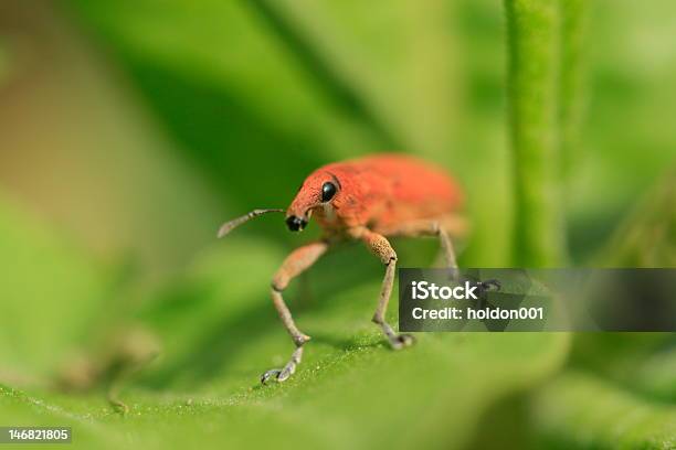 목화 꼬투리 바구미 개각충에 대한 스톡 사진 및 기타 이미지 - 개각충, 진딧물, 0명