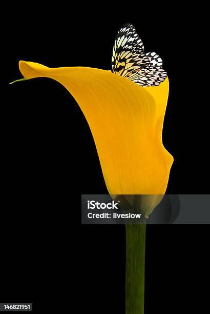 Calla Lily Stock Photo - Download Image Now - Animal Body Part, Animal Wing, Black Color