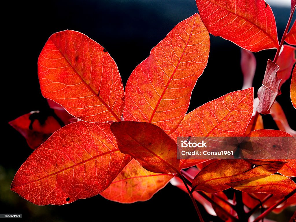 Rojo de otoño - Foto de stock de Aire libre libre de derechos