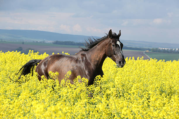 istock Wielkopolski horse running 146821979