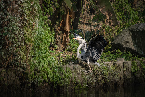 Egret by the lotus pond