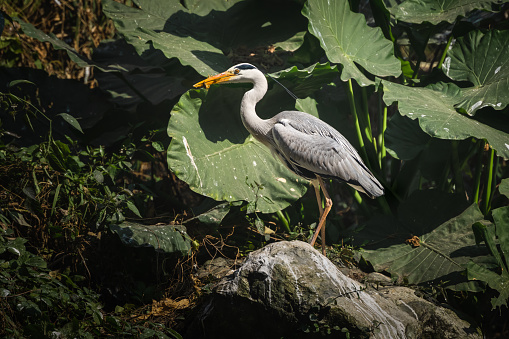 Egret by the lotus pond