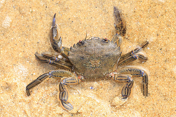 Crab in shallow water stock photo