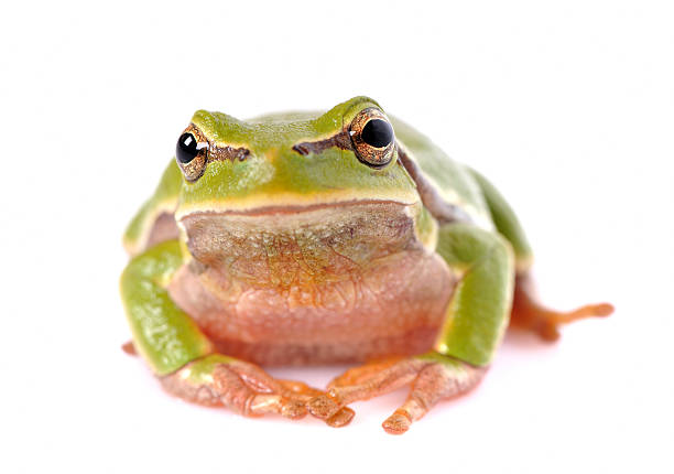 istock closeup green tree frog isolated on white background 146822011
