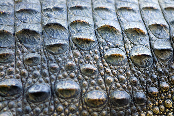 istock Close up of crocodile skin 146822243