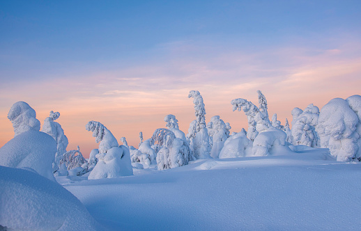 Beautiful pink color winter sunset landscape with snowy forest big pine trees covered snow from Levi, Lapland, Finland