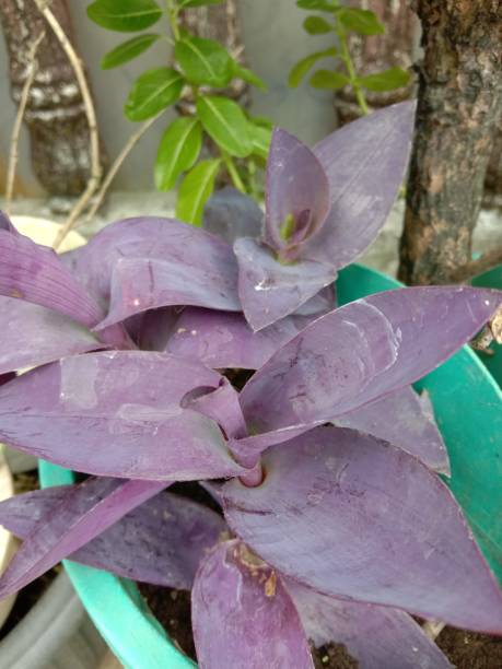 istock Purple foliage plants that look dull and dusty 1468222684
