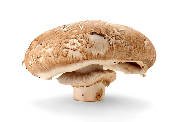 istock Portobella Mushroom 146822346
