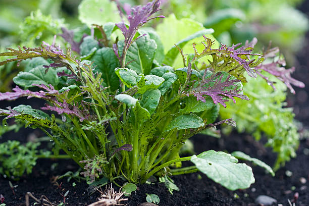 Fresh Mixed Greens stock photo