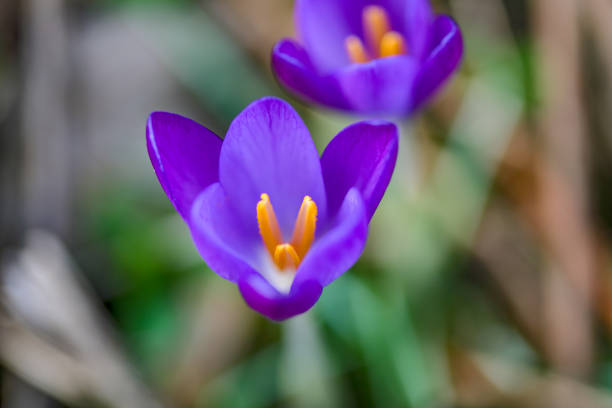 Flowers in the garden