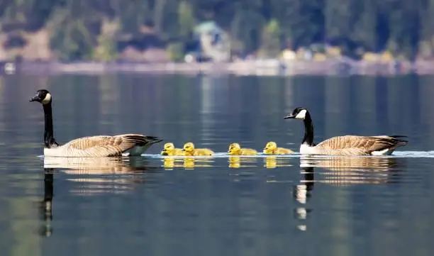 Photo of Canada Goose Family