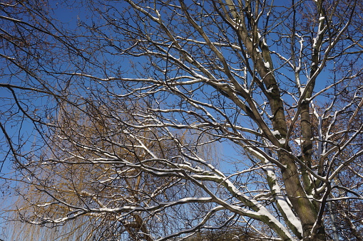 Tree branch covered with snow in winter - close-up photograph.