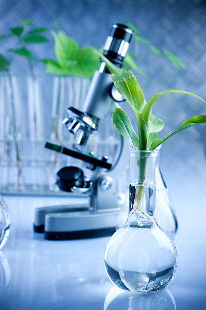 Laboratory Plants stock photo