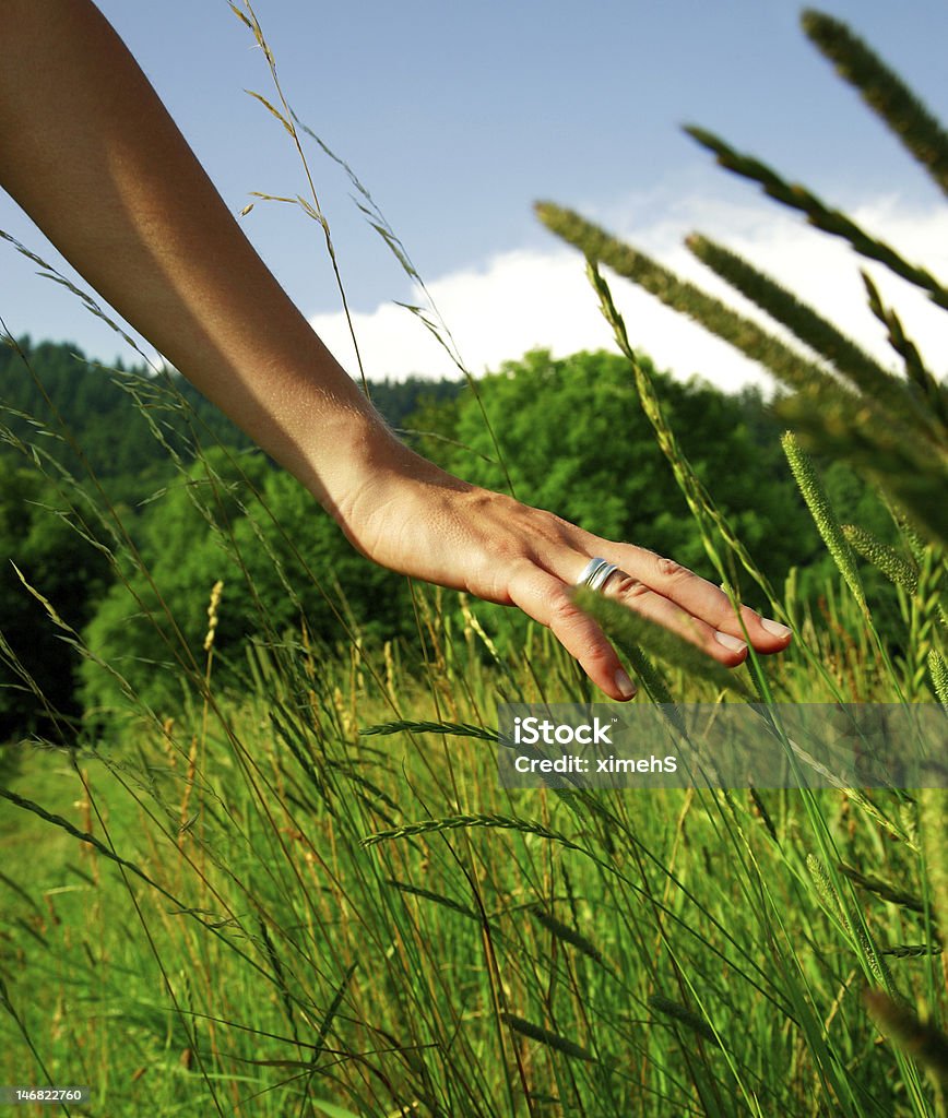 sommer grass feeling Woman´s hand feeling the grass Adult Stock Photo