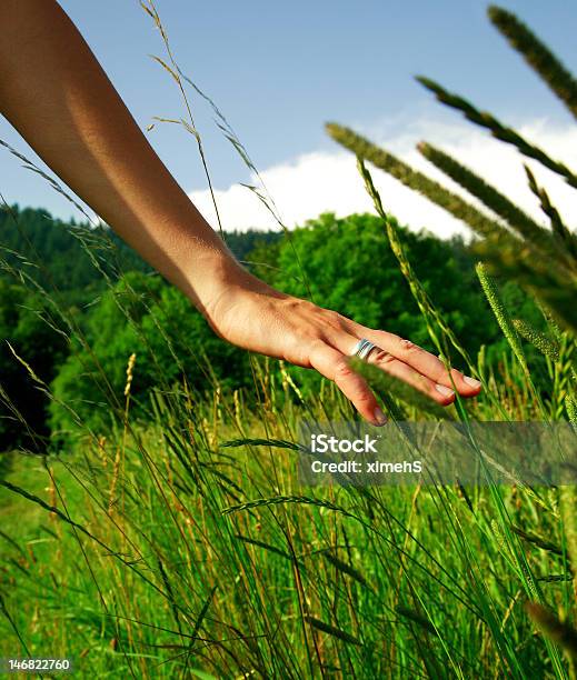 Sommer Grass Feeling Stock Photo - Download Image Now - Adult, Adults Only, Agricultural Field