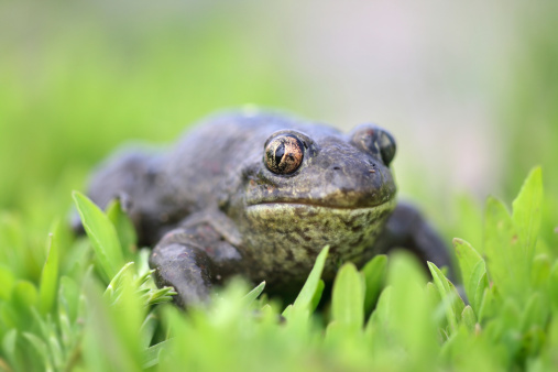 Close up image of an American bullfrog on the edge of a pond outdoors