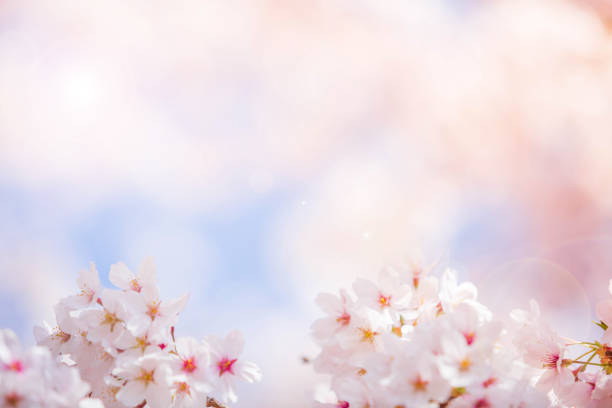 istock Cherry blossom  flower in spring for background or copy space for text 1468228980