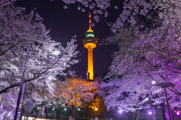 istock Daegu landmark and cherry blossom trees in spring.This area is a popular cherry blossom viewing spot in Daegu, South Korea. 1468229762