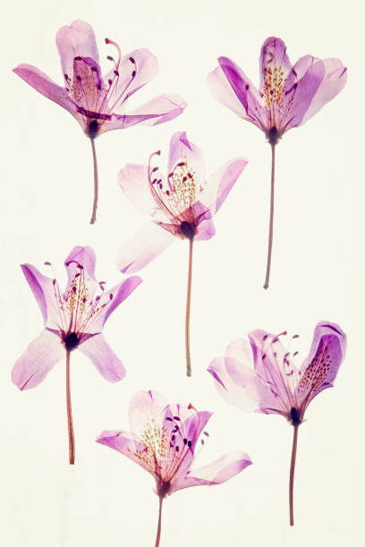 istock Colorful dried petals Rhododendron 1468230670