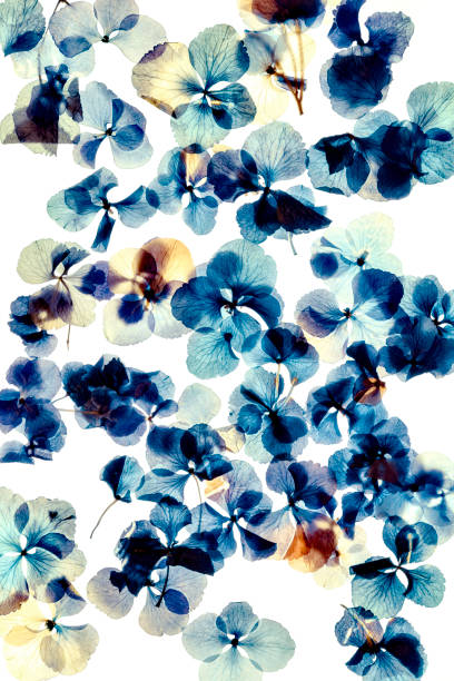 Pressed and dried dry flower hydrangea Isolated on white background