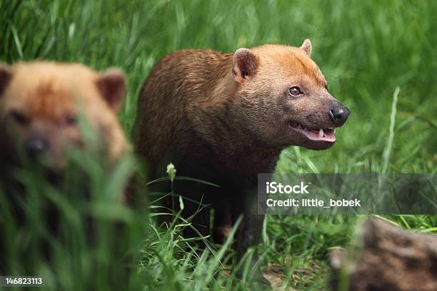 Bush Dog Stock Photo - Download Image Now - Bush Dog, Animal, Animal Wildlife