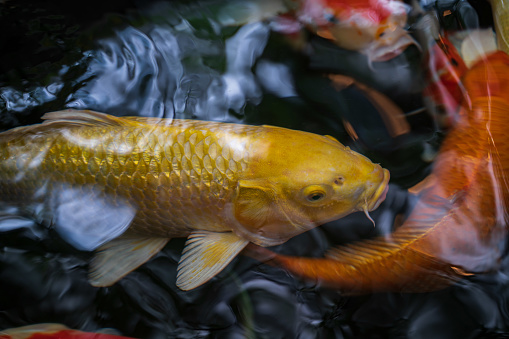 A group of colorful ornamental fish swimming in a large aquarium made of glass