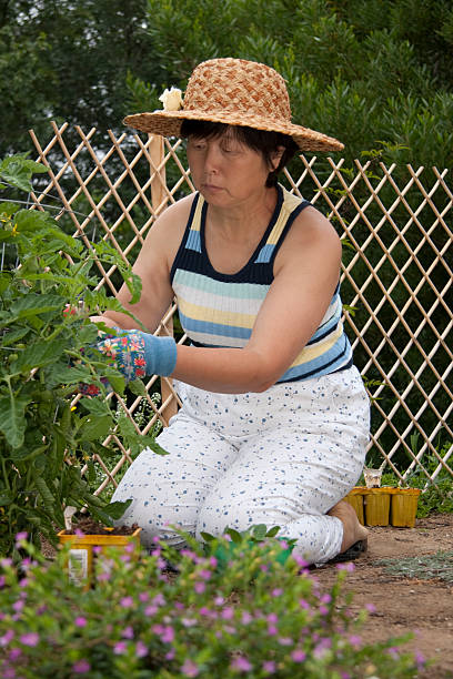 istock Mature Asian Gardening 146823218