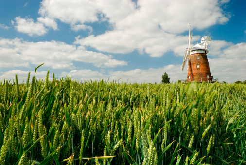 A view of a windmill in Thaxted, over a field of corn