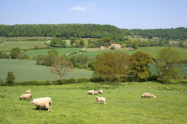 Sheep Grazing stock photo