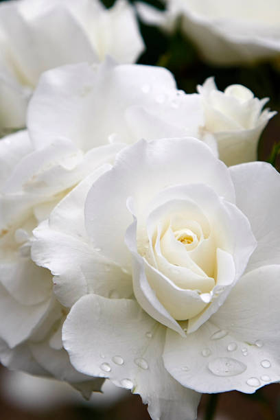 White Rose After Morning Rain stock photo