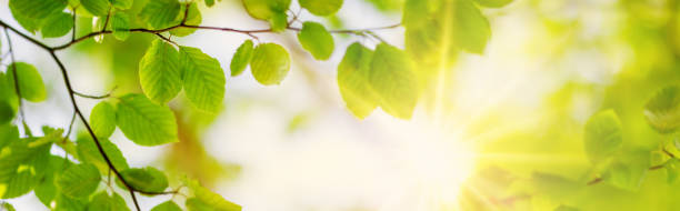 istock Panoramic view of the tree's branches with fresh young foliage. 1468233045