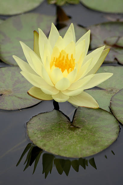 istock Water Lily in a pond 146823360