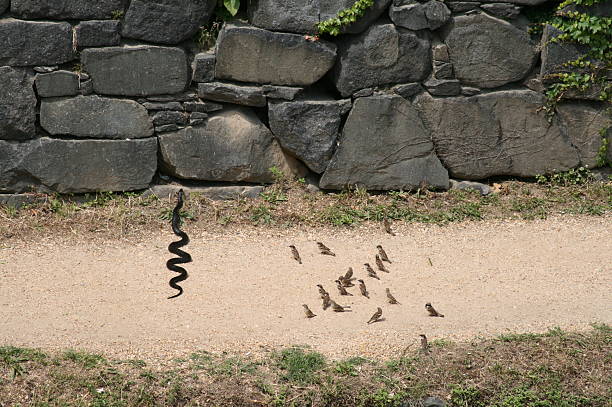Black snake Black snake looking for a meal trishz stock pictures, royalty-free photos & images