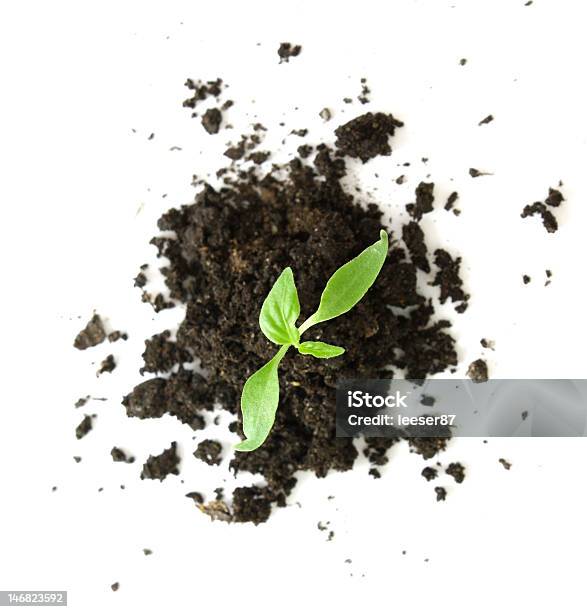 Green Sprout Und Schmutz Stockfoto und mehr Bilder von Anfang - Anfang, Blatt - Pflanzenbestandteile, Botanik