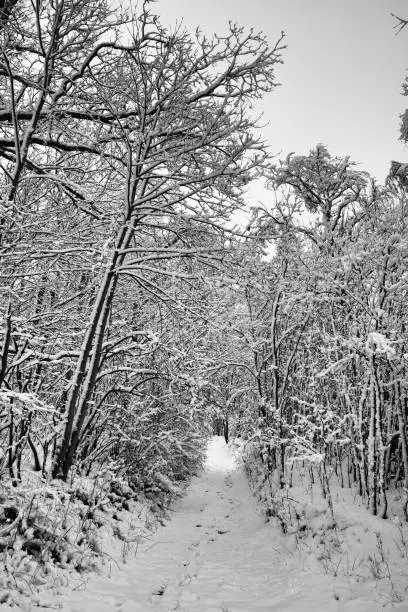 Winter, Winterlandscape, Wood and Snow in black and white