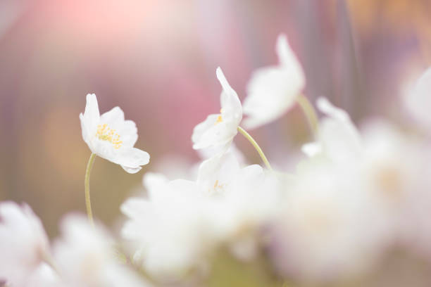 Wood anemones (Anemone nemorosa) blooming in the forest floor in springtime. Selective focus and shallow depth of field.