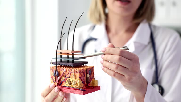 Dermatologist holds pen and anatomical model of human skin with hair