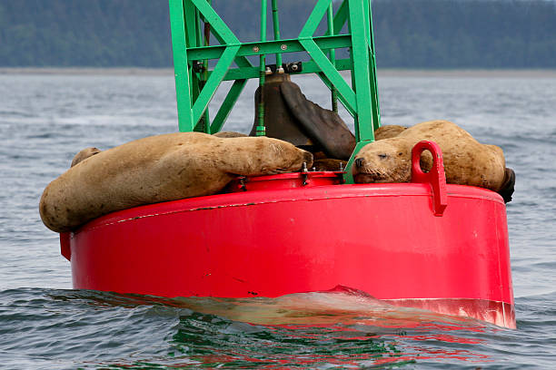 Sea Lions Sunning stock photo