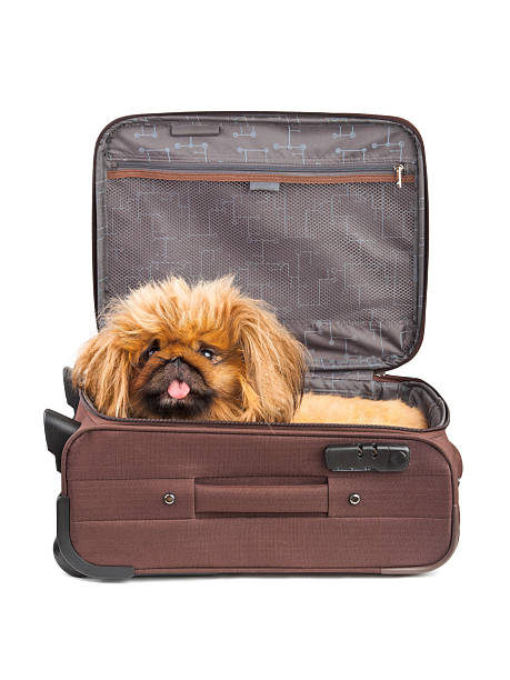 istock Dog in travel case 146823746