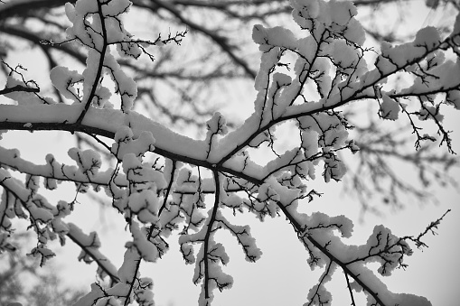 Winter, Winterlandscape, Wood and Snow in black and white