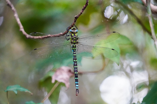 A blue, yellow and green dragonfly, Aeshna cyanea, clinging to a branch