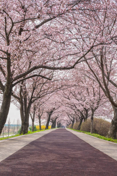 istock Spring pink cherry blossom tree and walk path at Daejeo Eco Park, Busan South Korea 1468237668